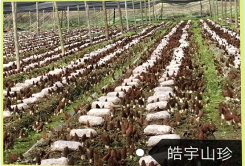 &#20061;&#28216;&#23089;&#20048;