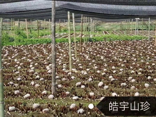 &#20061;&#28216;&#23089;&#20048;