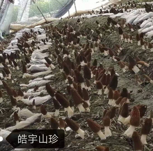 &#20061;&#28216;&#23089;&#20048;