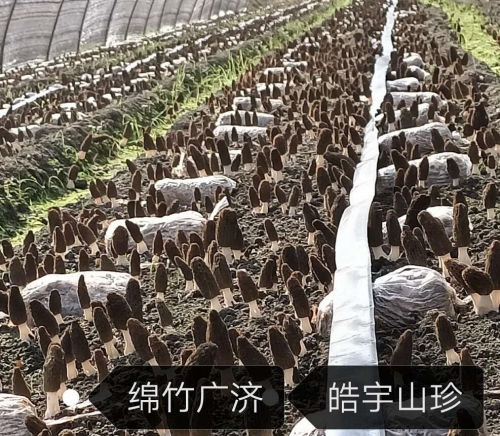 &#20061;&#28216;&#23089;&#20048;