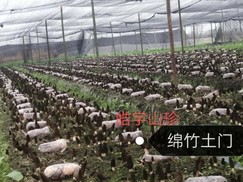 &#20061;&#28216;&#23089;&#20048;