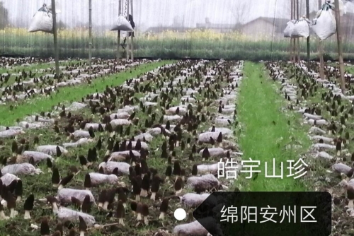 &#20061;&#28216;&#23089;&#20048;