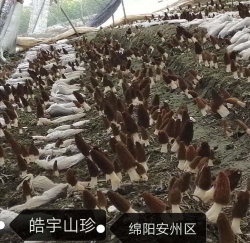 &#20061;&#28216;&#23089;&#20048;