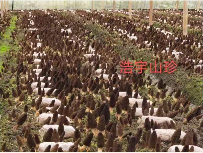 &#20061;&#28216;&#23089;&#20048;