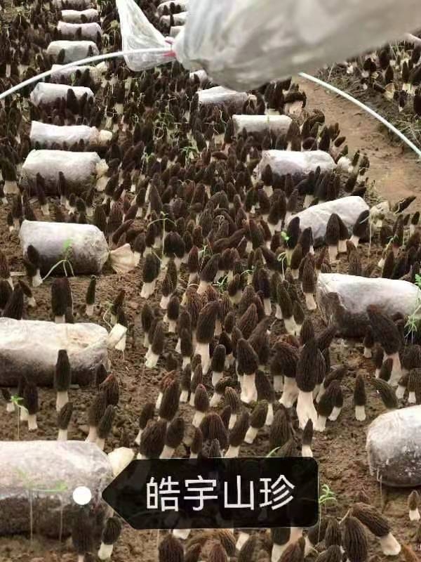 &#20061;&#28216;&#23089;&#20048;