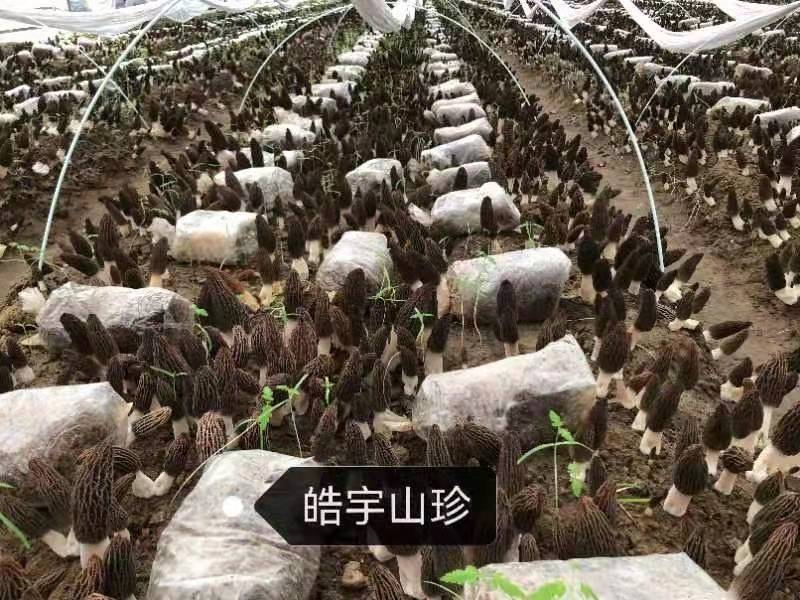 &#20061;&#28216;&#23089;&#20048;